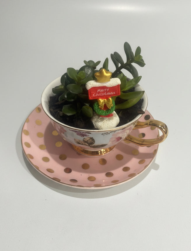 Christmas Succulent Cup & Saucer
