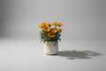 Gazania Plant in Ceramic Pot
