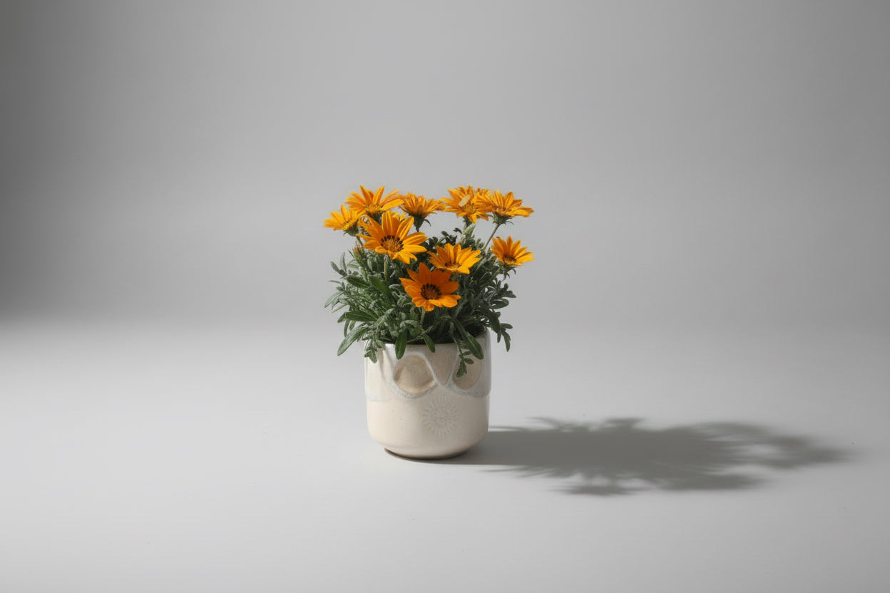 Gazania Plant in Ceramic Pot