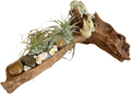 Elephants with Air Plants on Driftwood