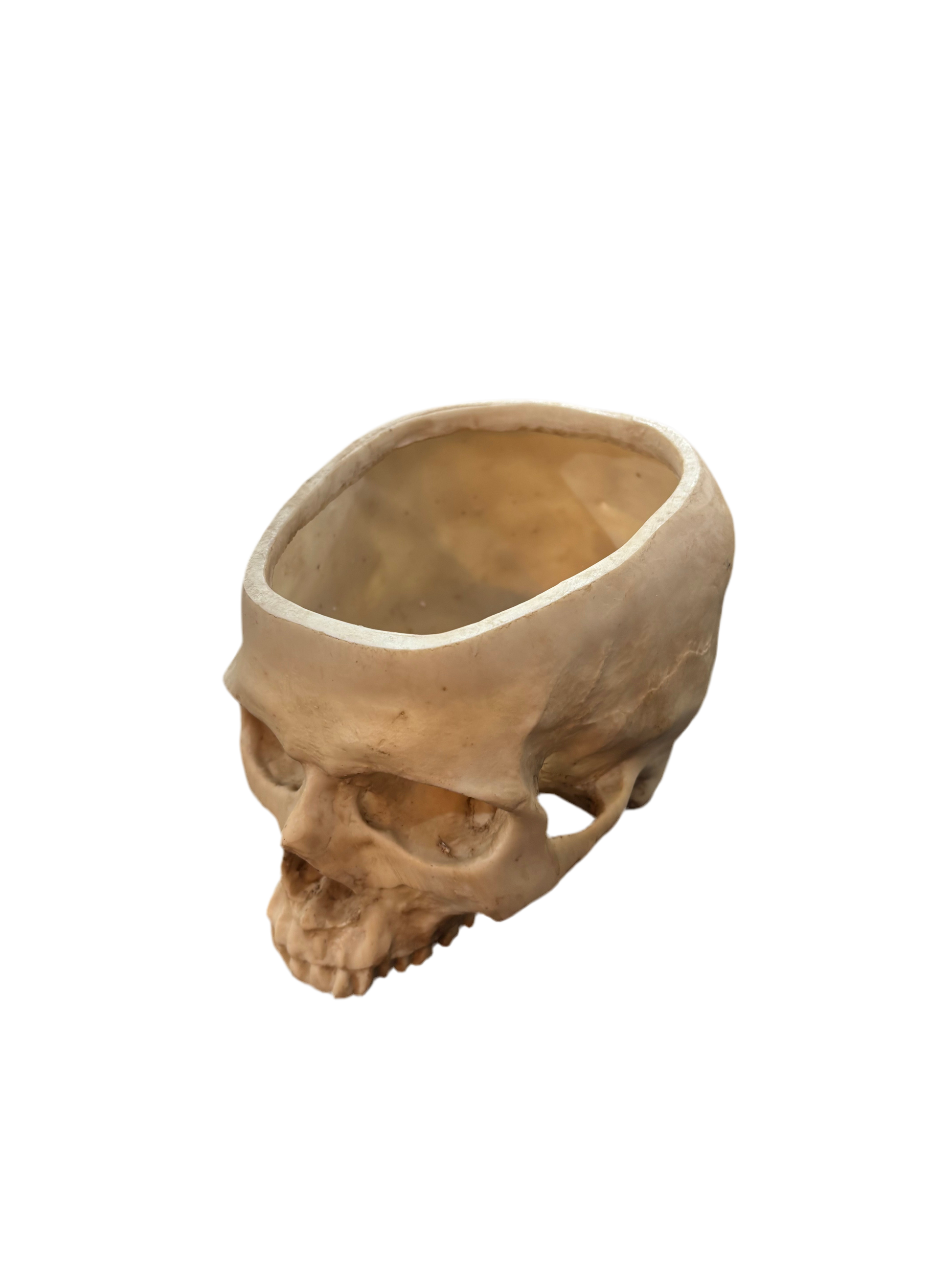 Human skull planter pot