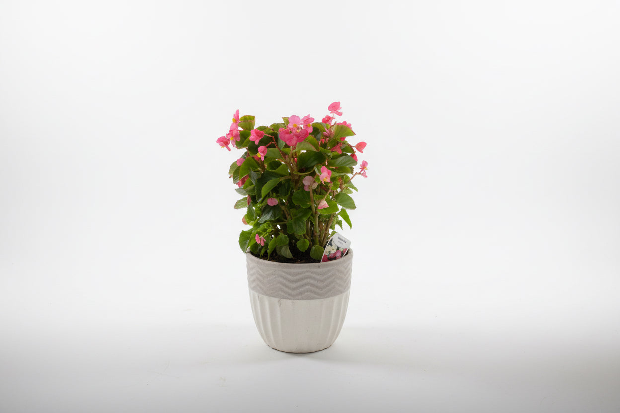 Begonia in Ceramic Pot