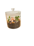 Barrier Reef Terrarium