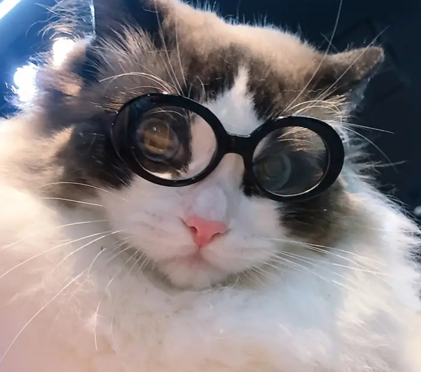 Lunettes pour petits animaux
