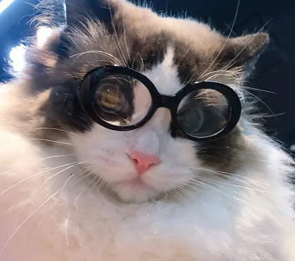 Small Pet Eyewear