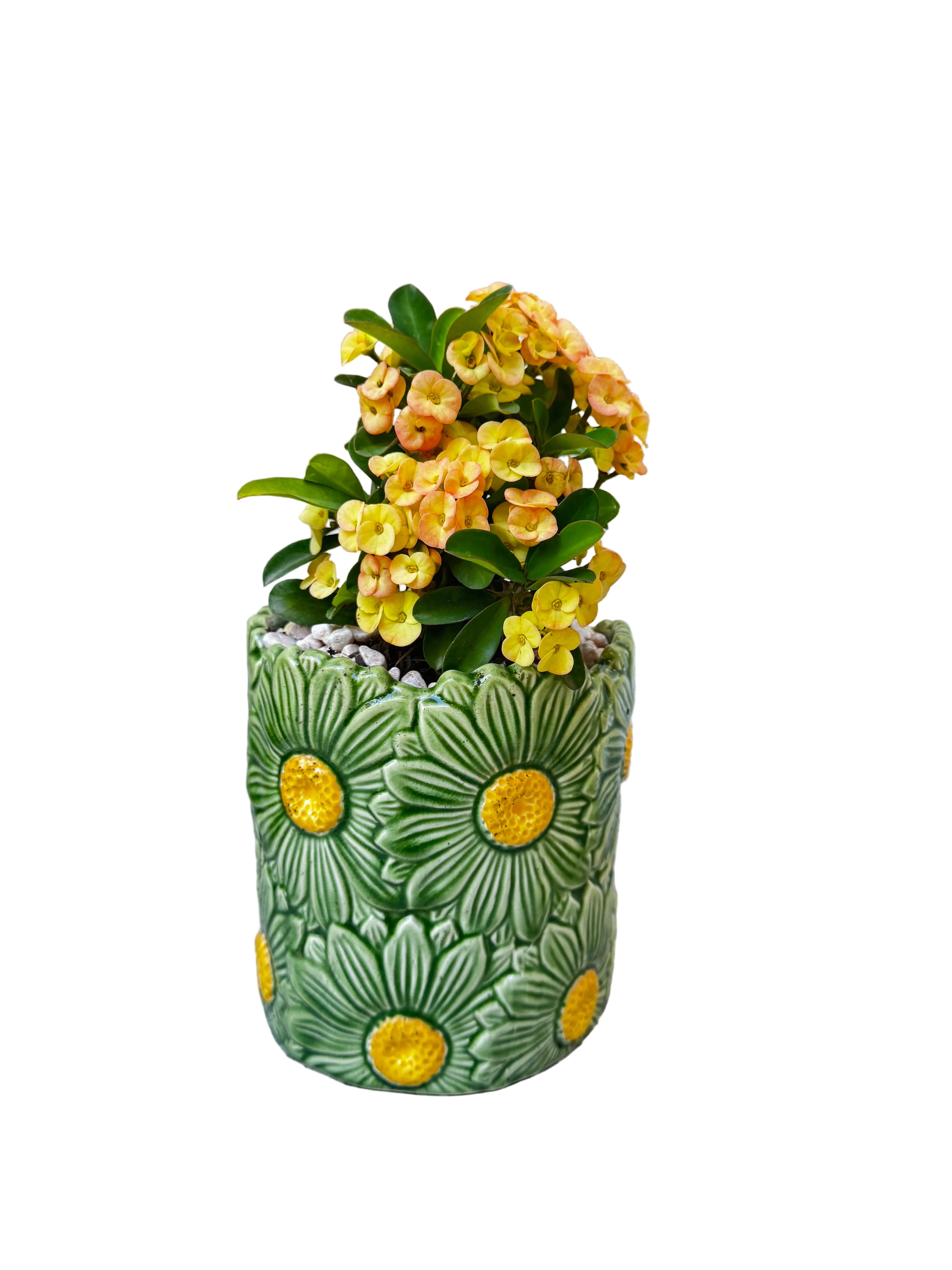 Euphorbia in Ceramic Pot