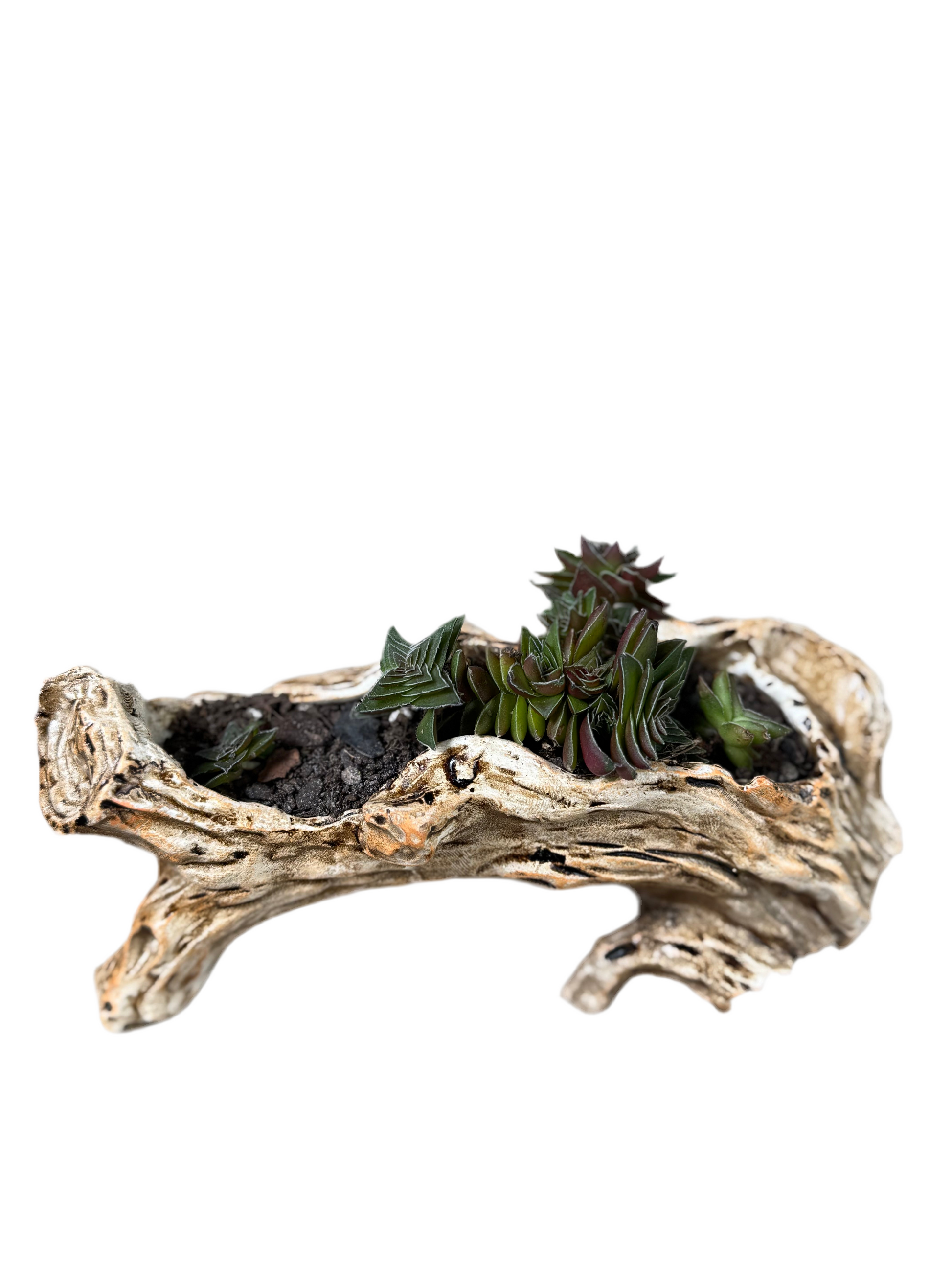 Mini Succulents + branch pot