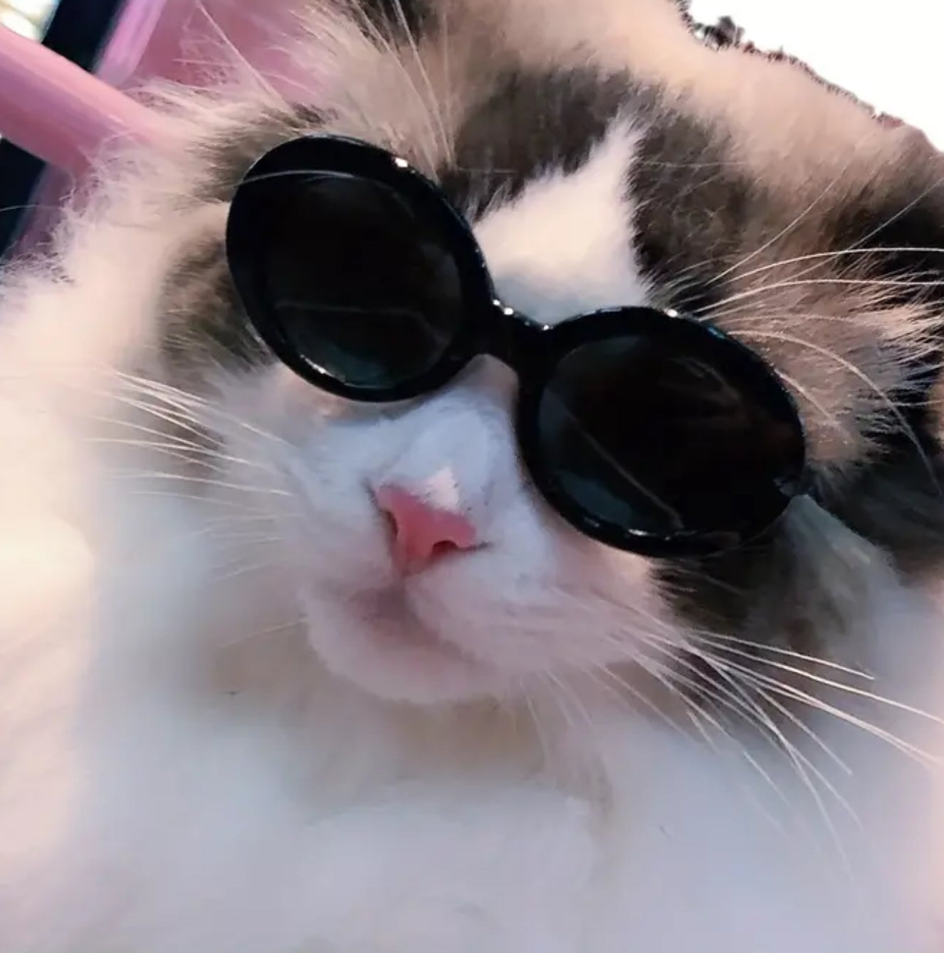 Lunettes pour petits animaux