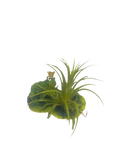 Air plant on lillipad