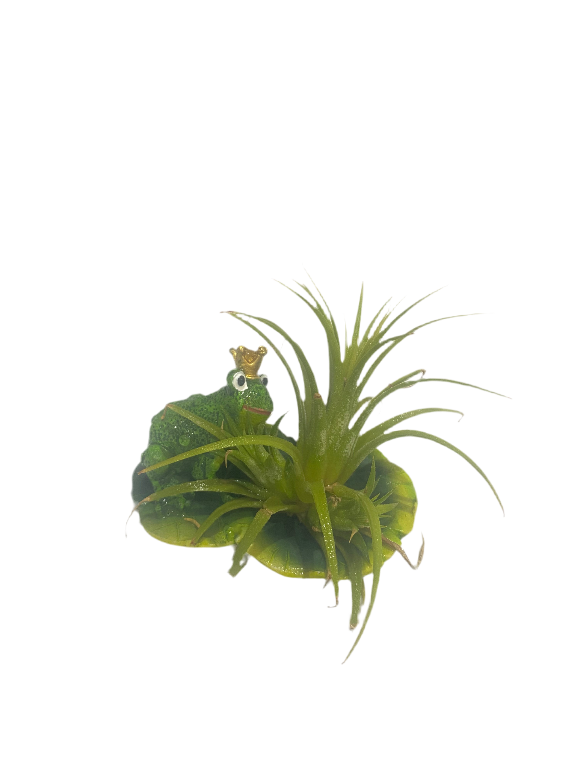 Air plant on lillipad