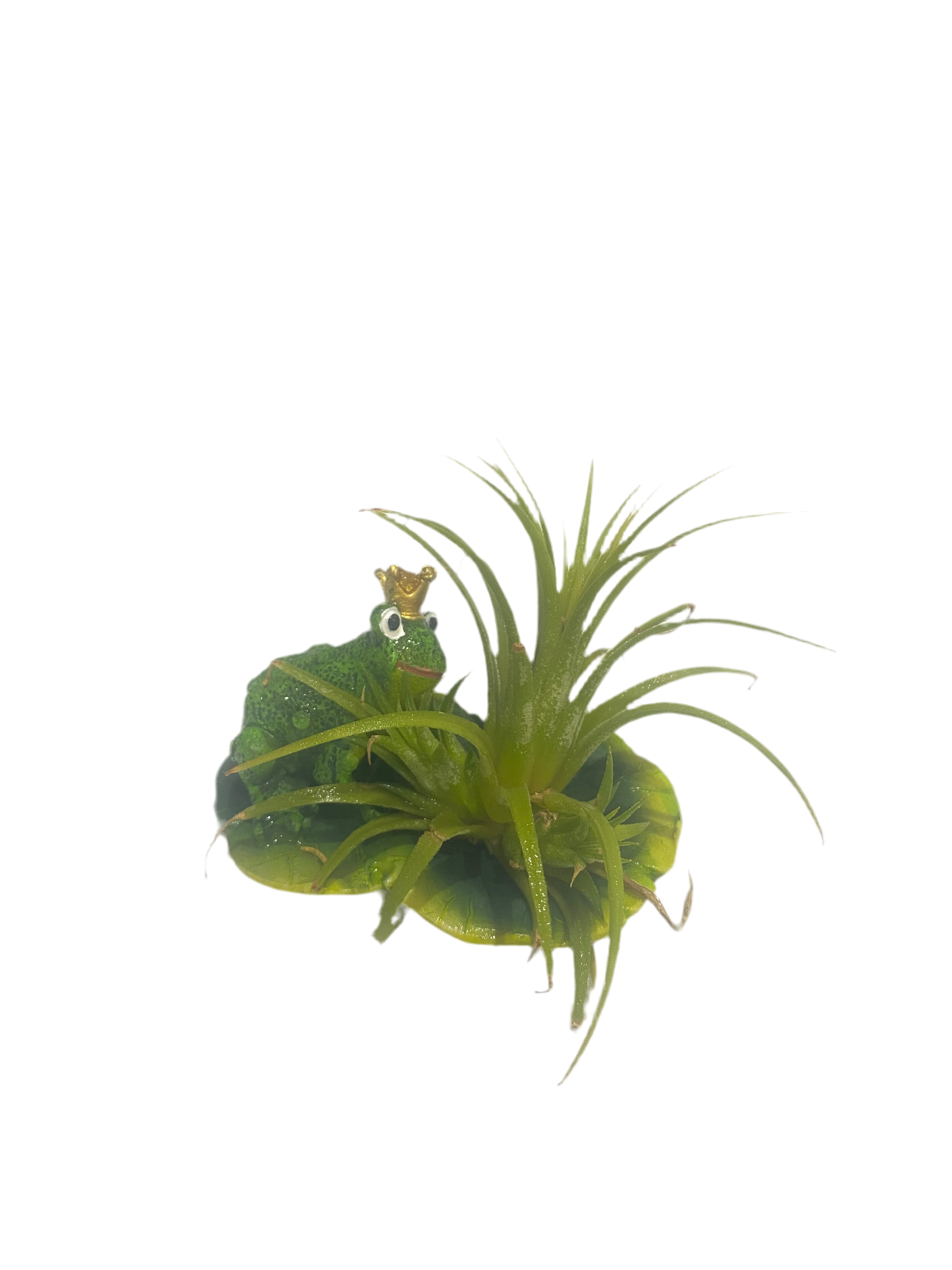 Air plant on lillipad