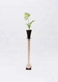 Indoor Mini Palm in Yard Glass