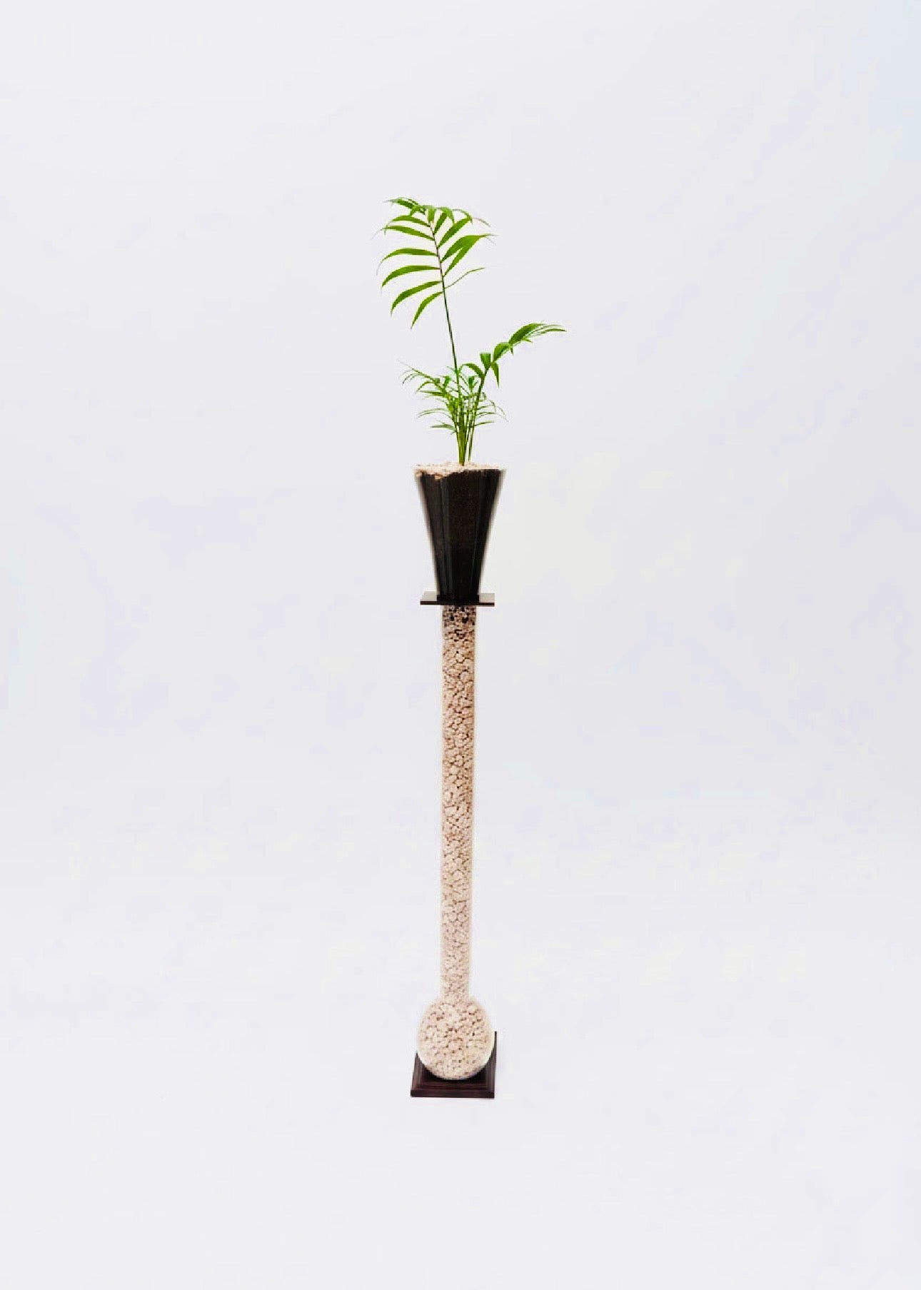Indoor Mini Palm in Yard Glass