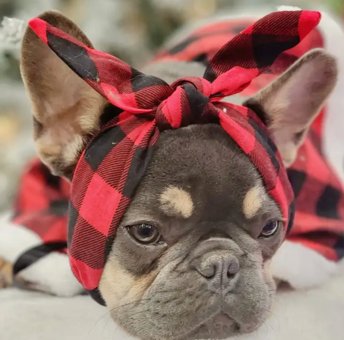Bandana assorti pour chien ou chat et son propriétaire