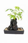 Hunting Cat with Life on the Rocks Plant