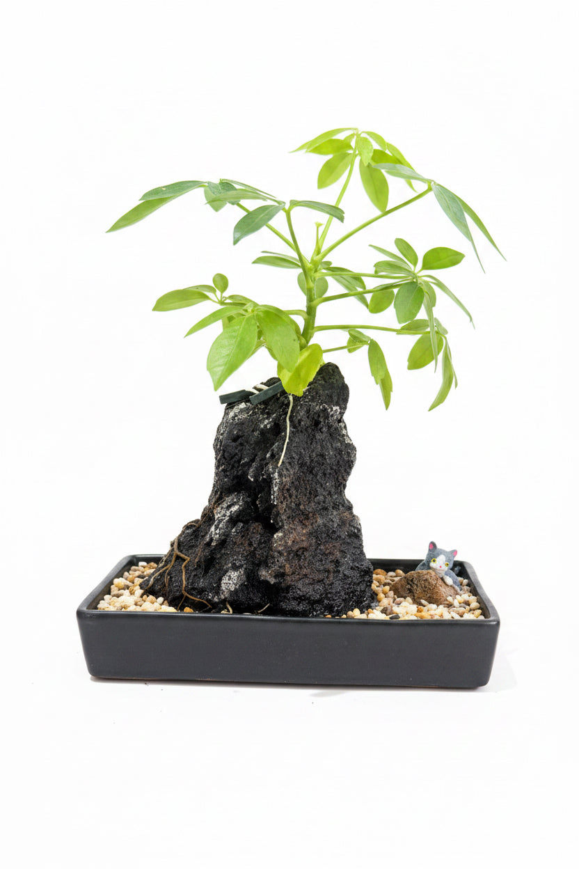 Hunting Cat with Life on the Rocks Plant