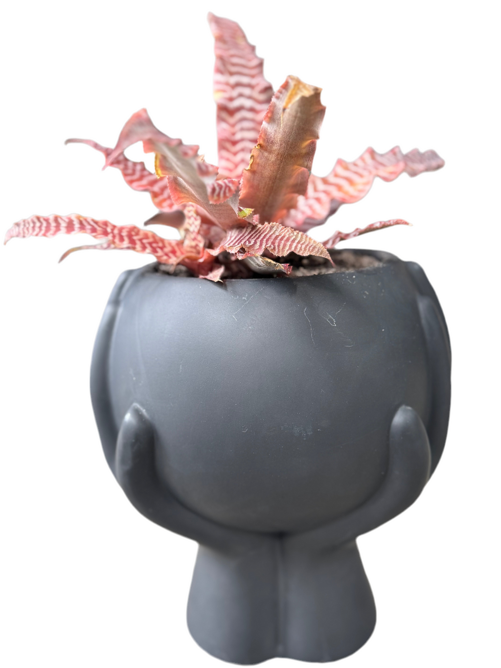 Succulent + hands pot