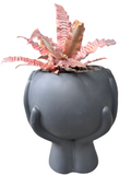 Succulente + pot à mains