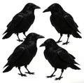 Realistic Black Raven