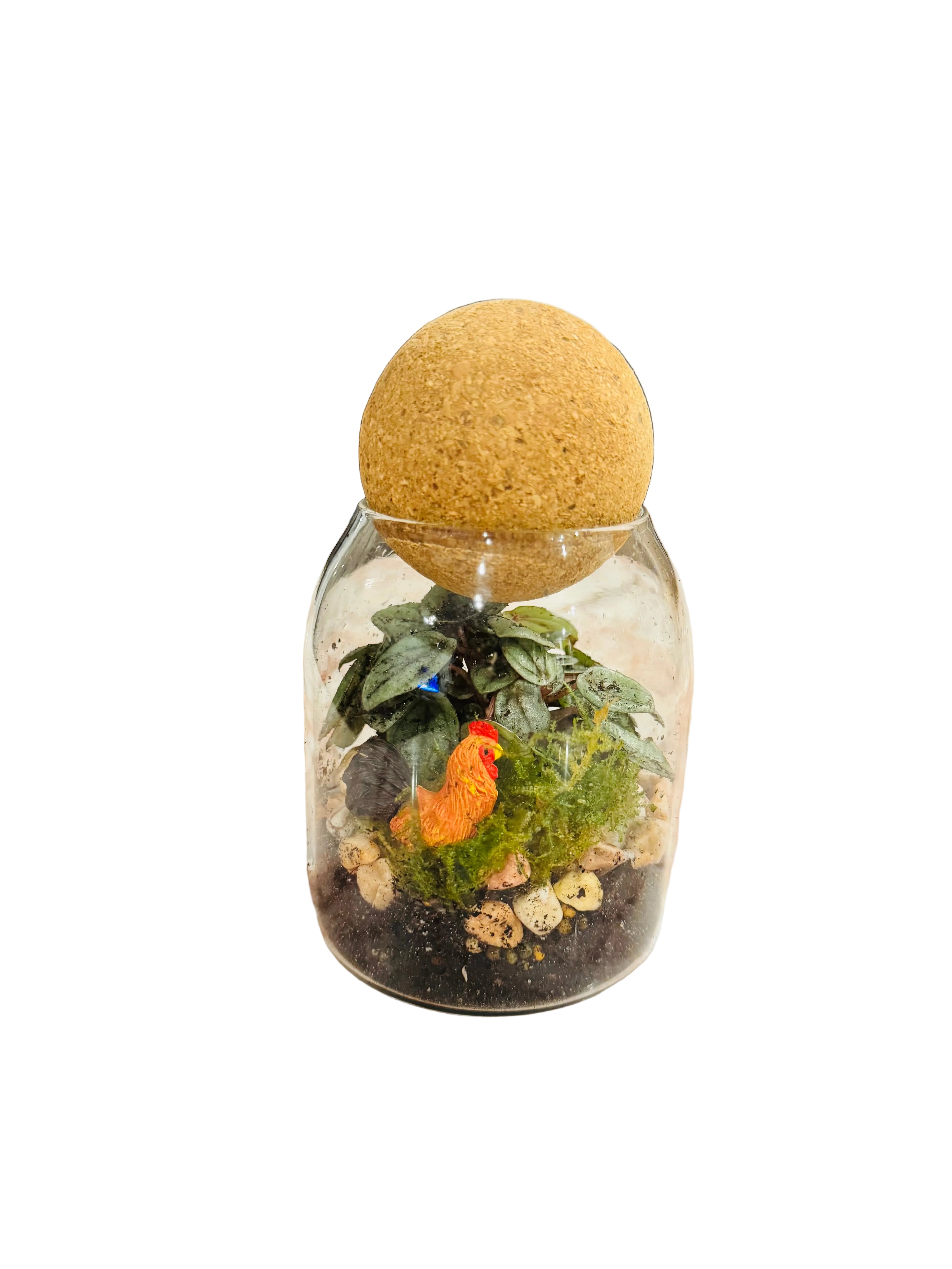 Wild Rooster Terrarium