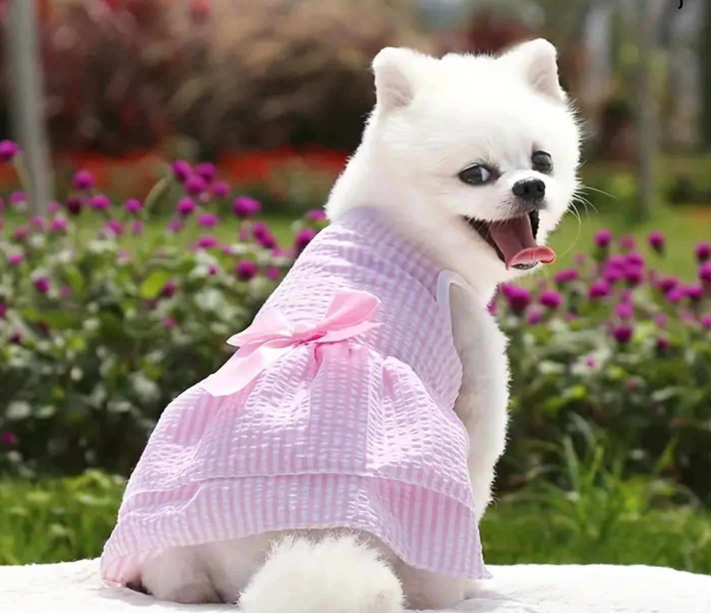 Pink Pet Dress with Bow