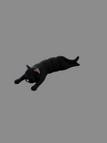 Black cat fidget toy