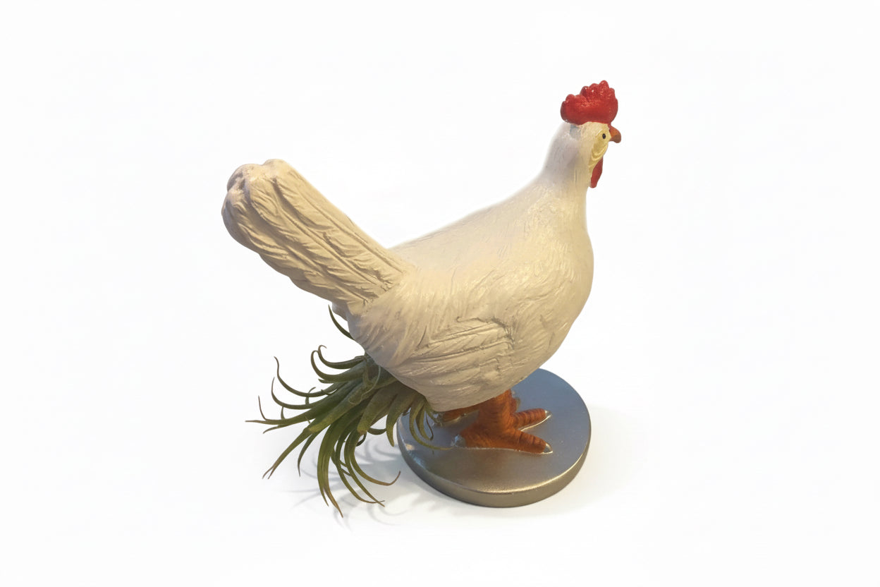 Air plant on Chicken