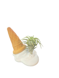 Melting Ice Cream Air Plant