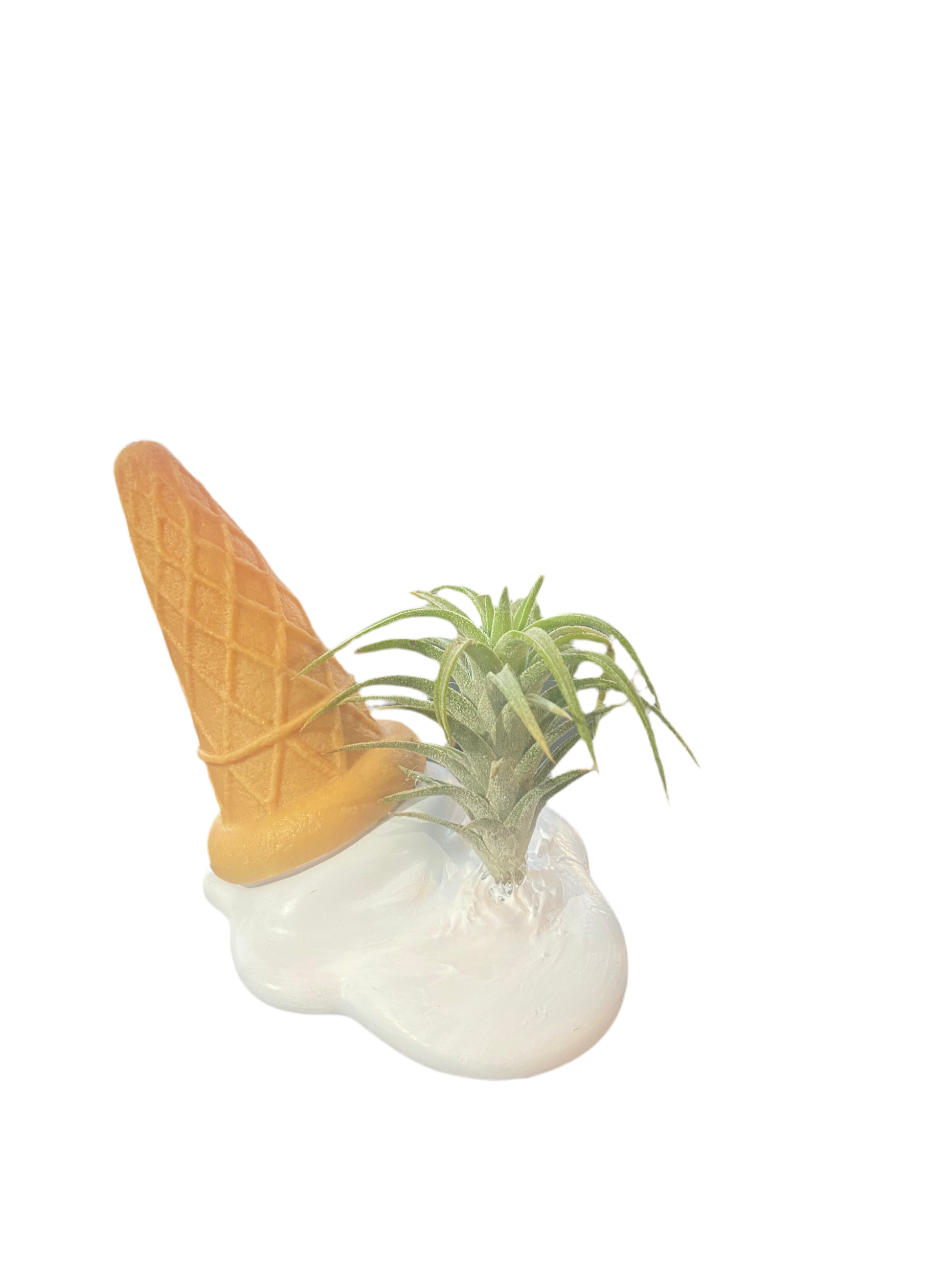 Melting Ice Cream Air Plant