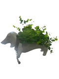 Pot de fleurs teckel avec chaîne dorée et verdure