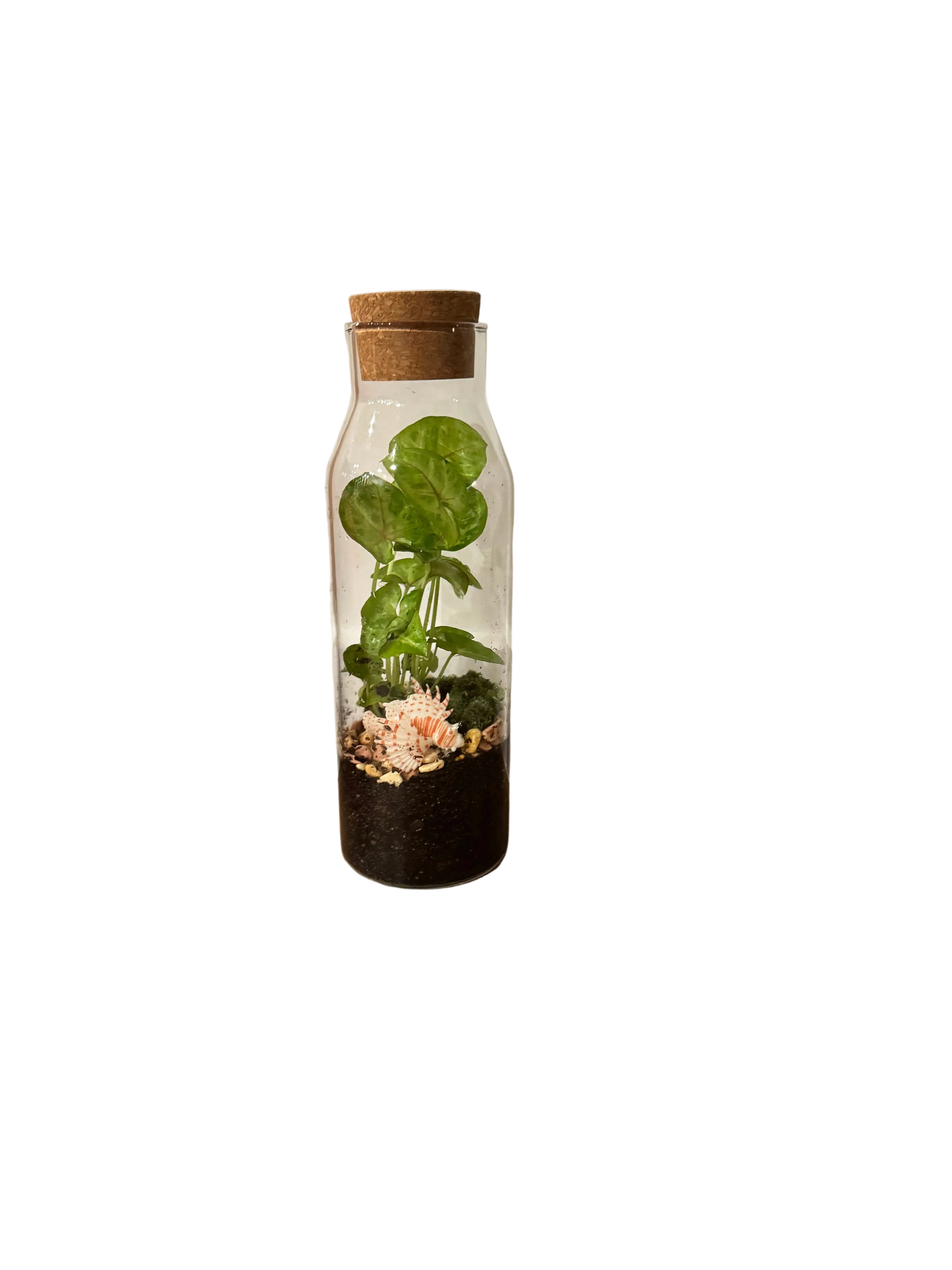 Barrier Reef Terrarium