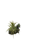 Chameleon Air Plant