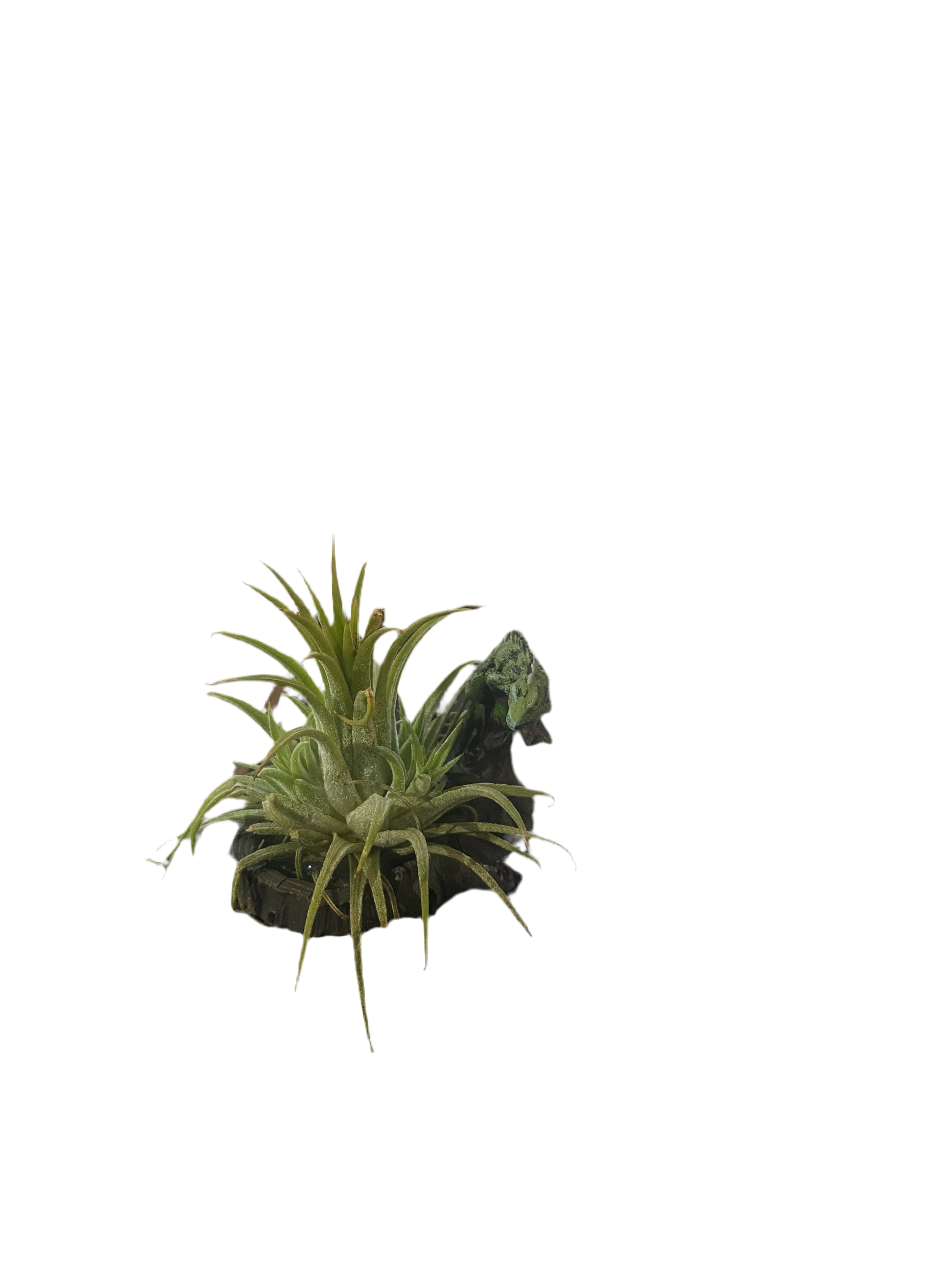 Chameleon Air Plant