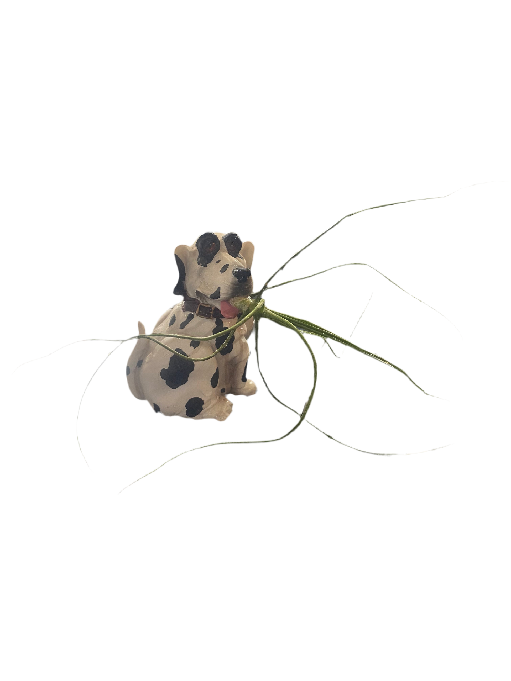 Dalmatian Air Plant