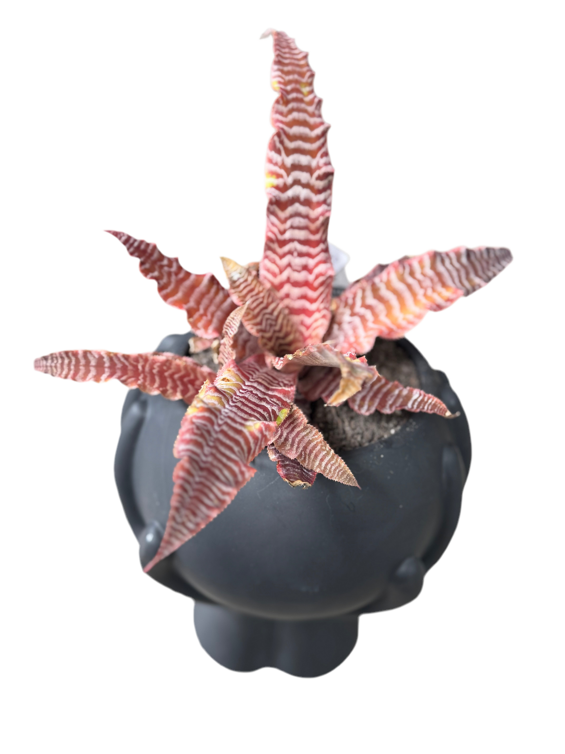 Succulent + hands pot