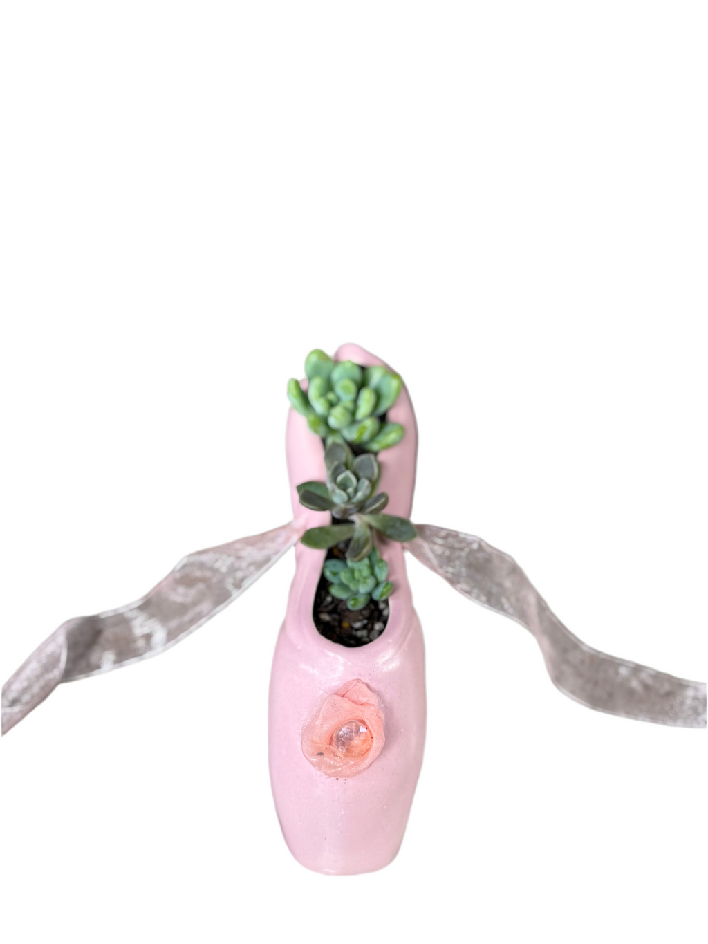 Ballerina pot + succulents