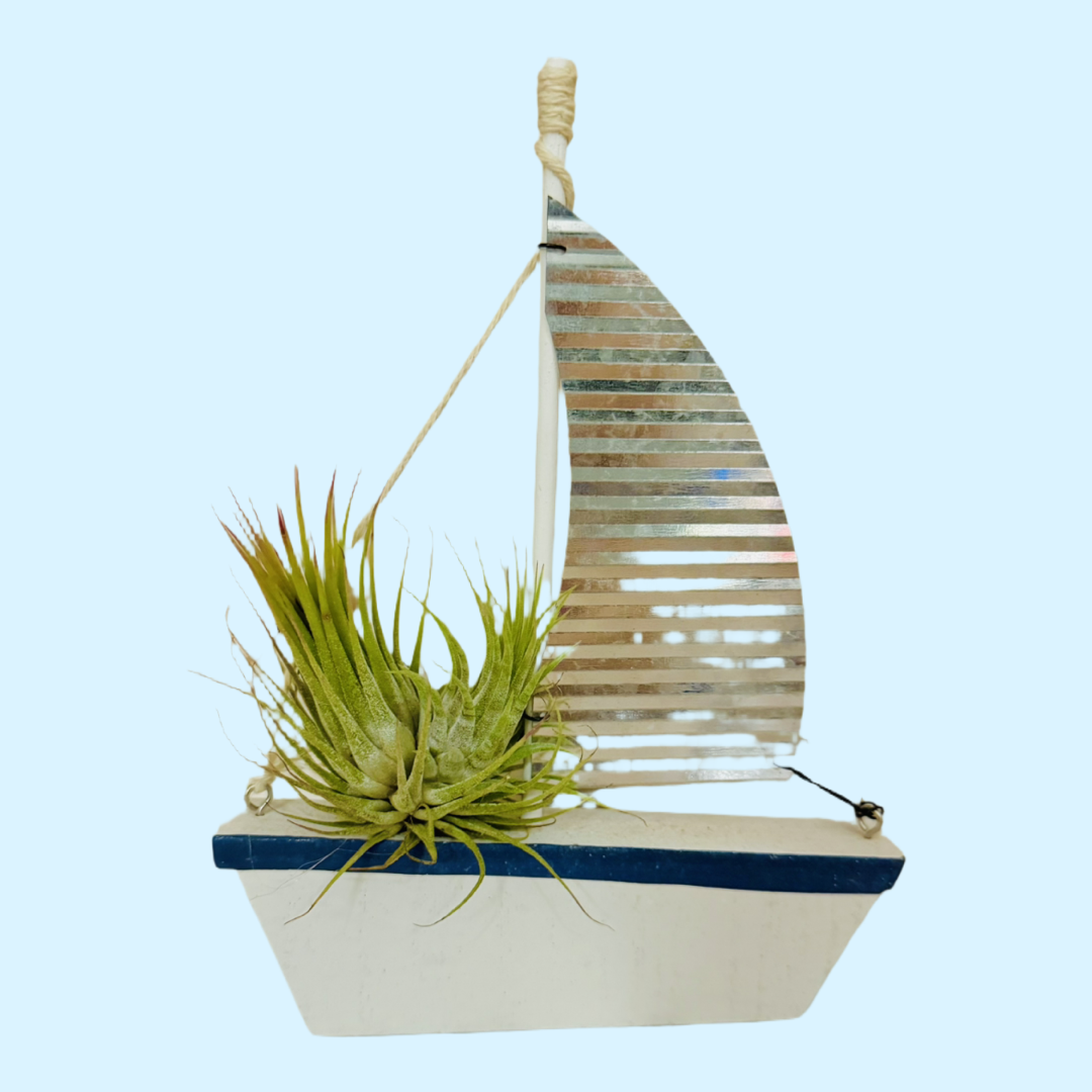 Air Breathing Plant on Wooden Sailing Boat