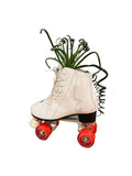 Curly Succ Skate Arrangement