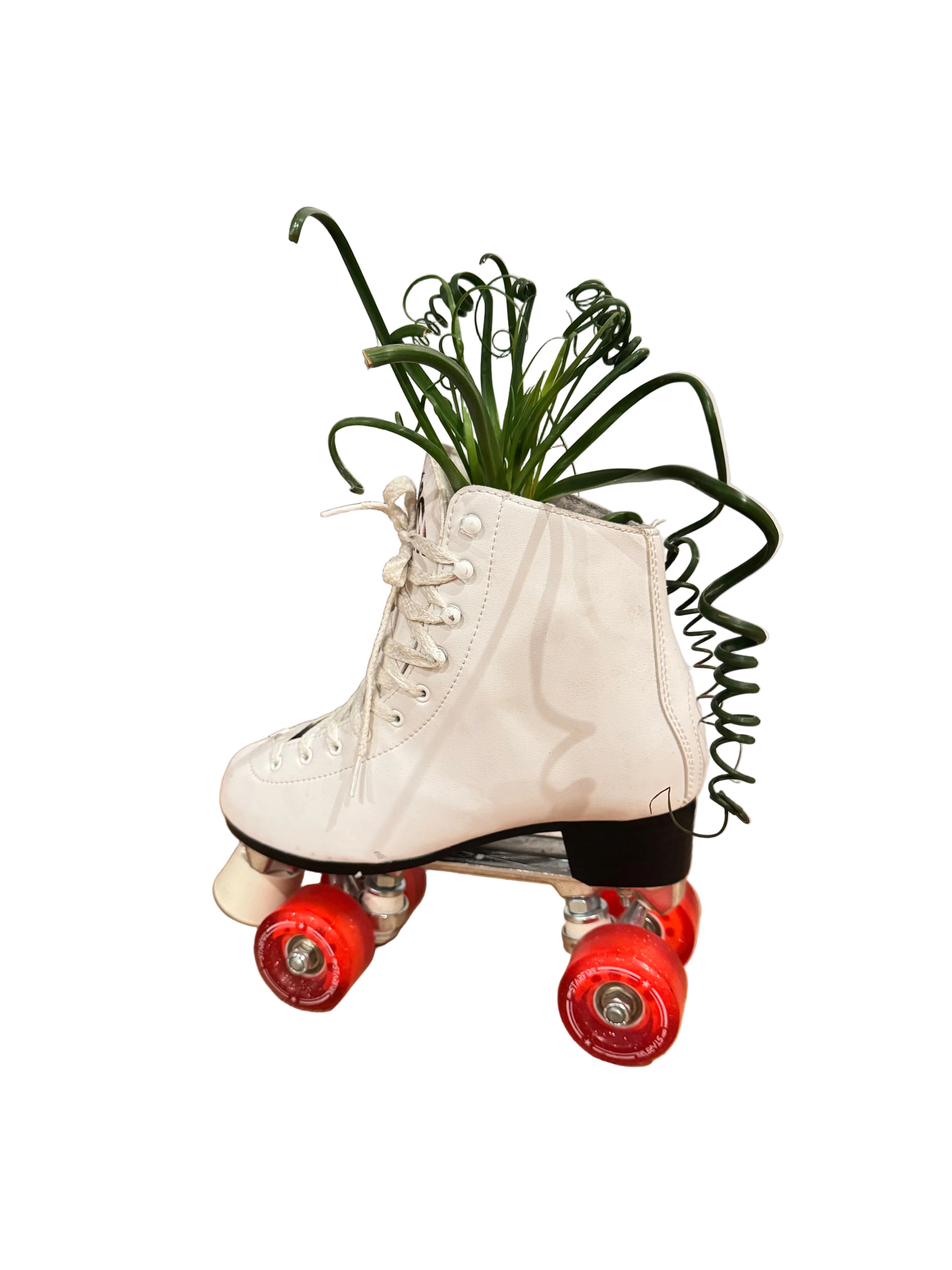 Curly Succ Skate Arrangement