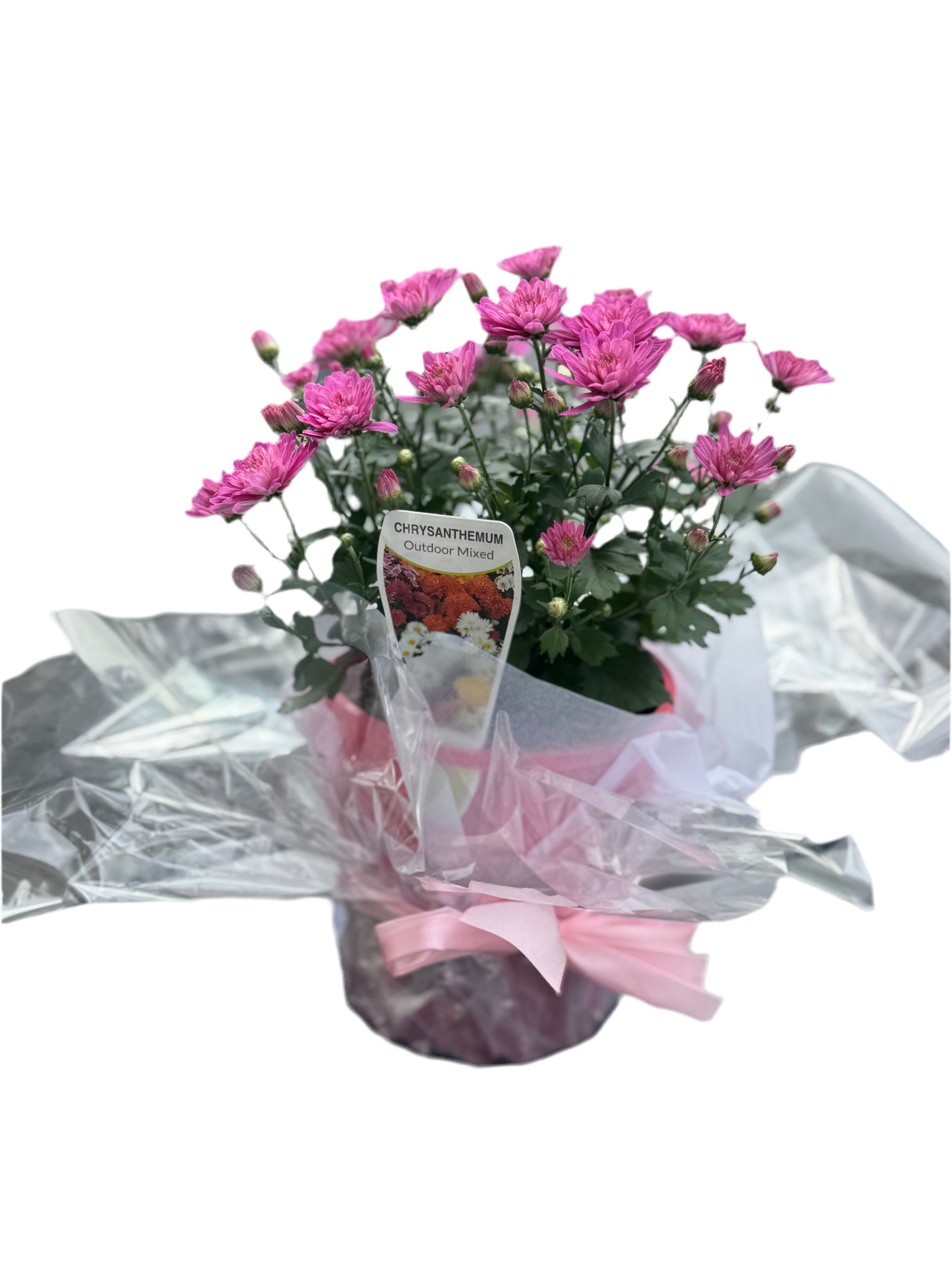 Chrysanthème rose