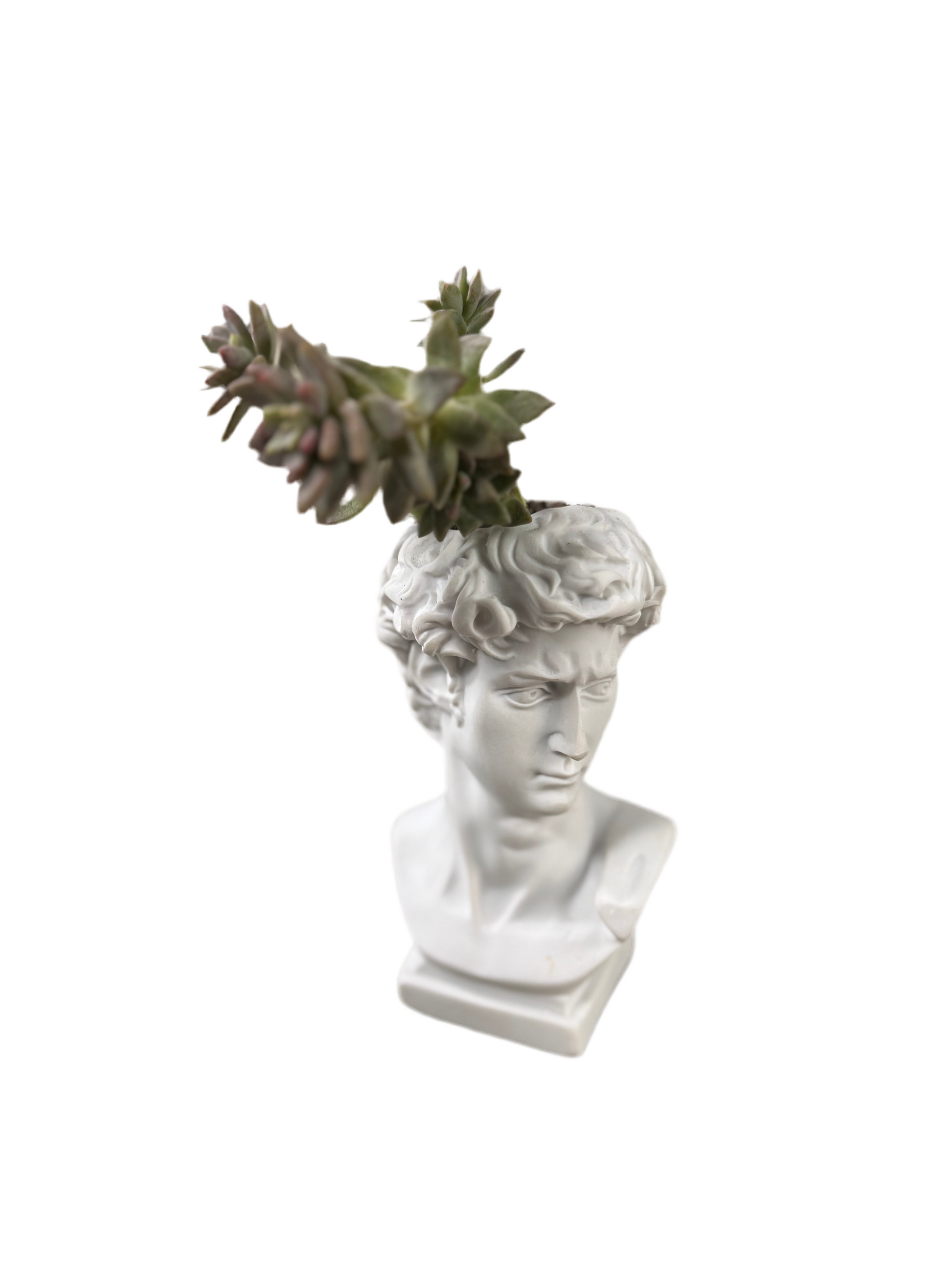 Roman Planter with succulent Plant