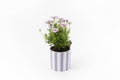Gazania Plant in Ceramic Pot