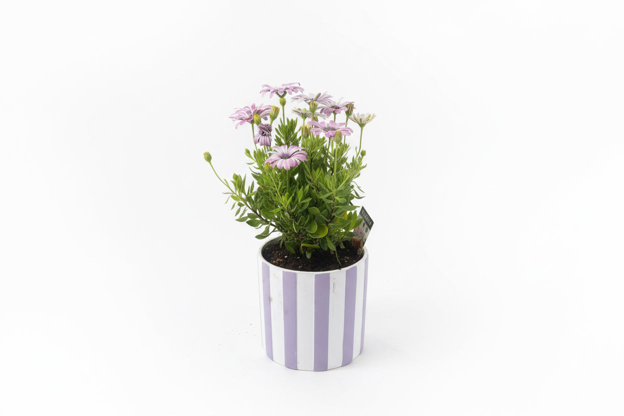 Gazania Plant in Ceramic Pot