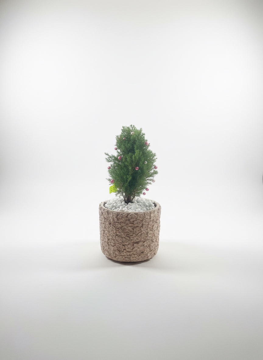 Artisan Pot Plant — Christmas “Mini Tree”
