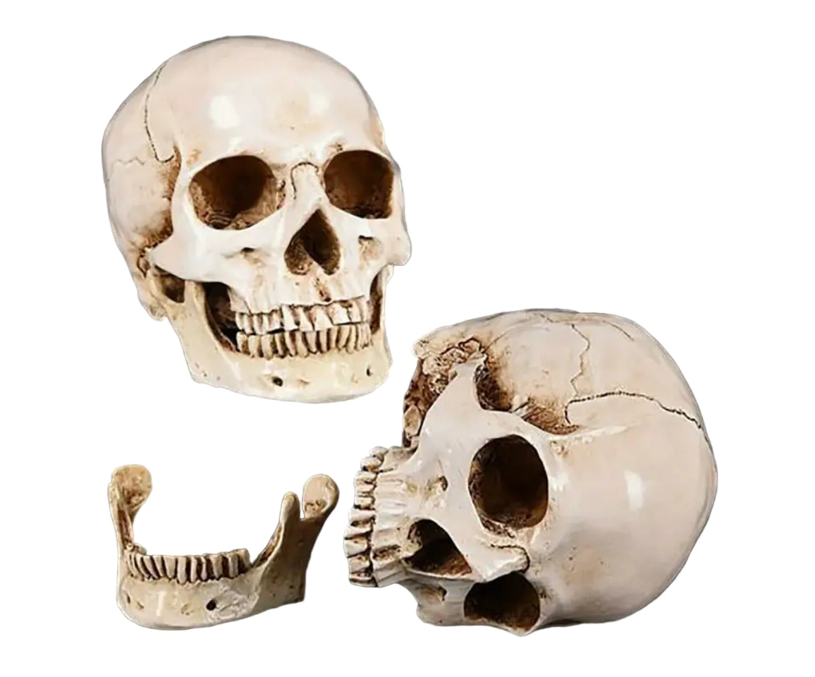Human skull Sculpture