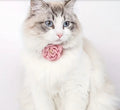 Collier pour animal de compagnie à fleurs roses