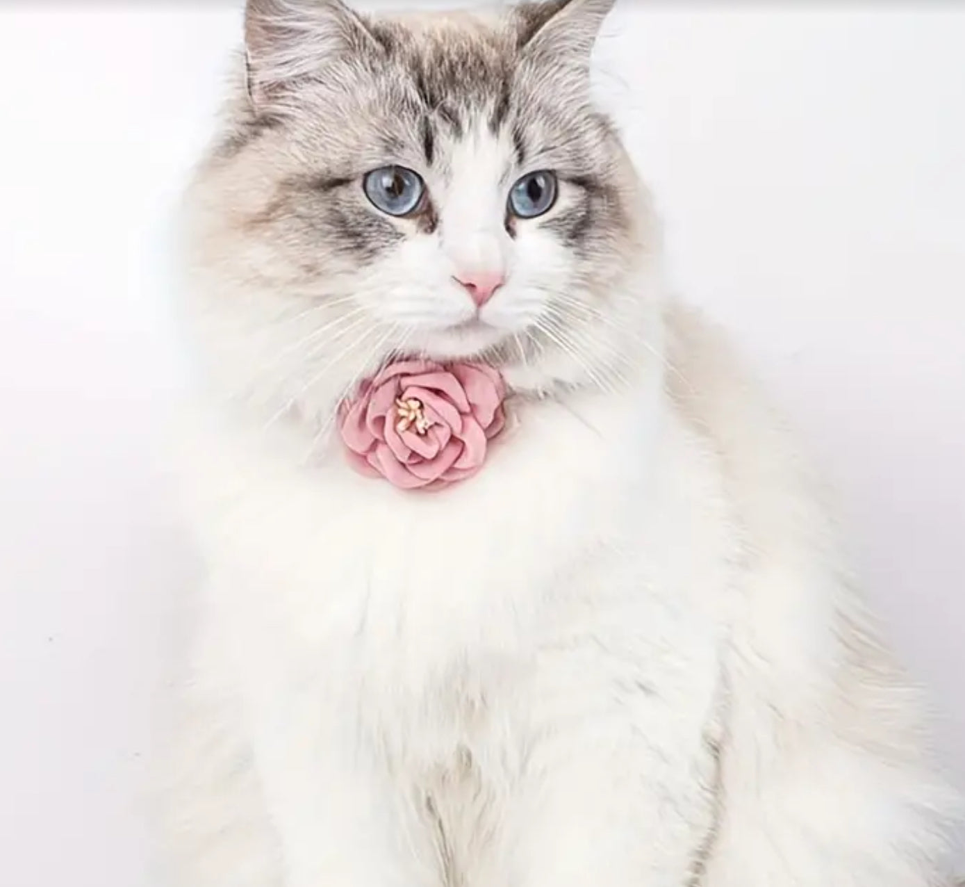 Collier pour animal de compagnie à fleurs roses