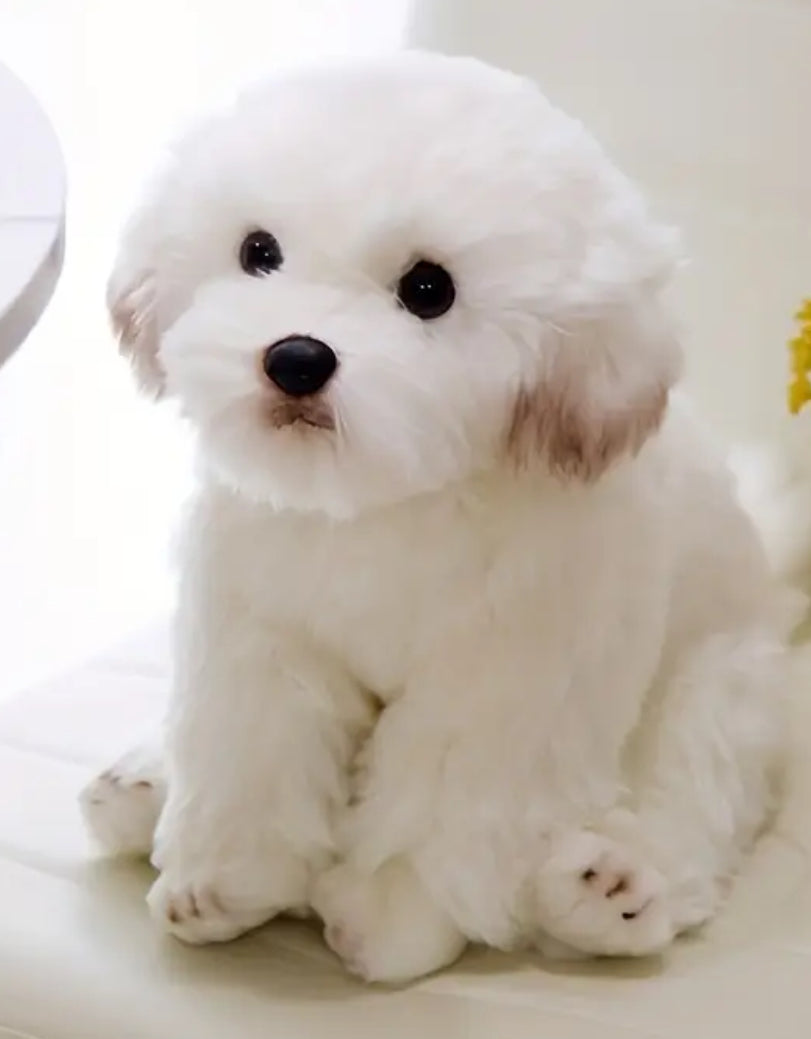 Maltese Shitzu Soft Toy
