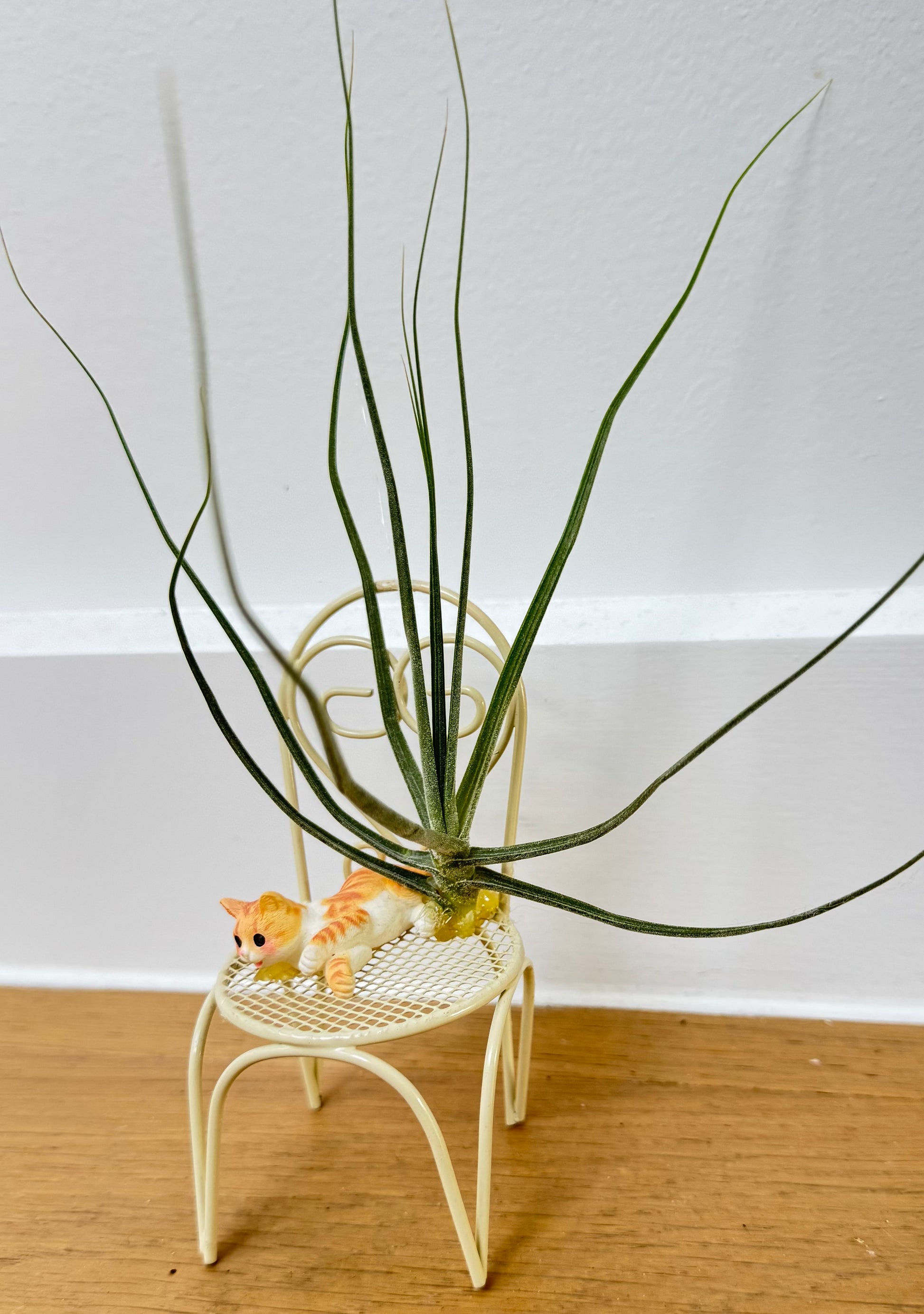 Cat and Air Breathing Plant on Chair