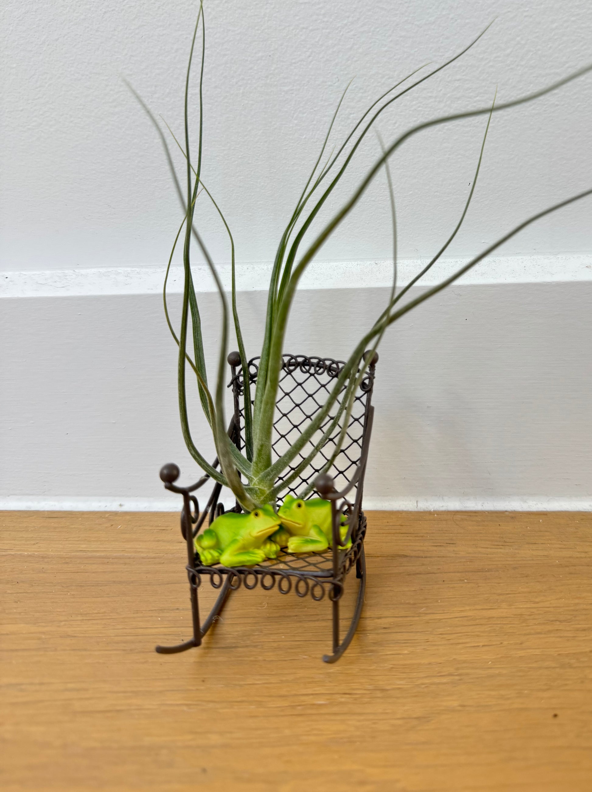 Frogs with Air Breathing Plant on Rocking Chair